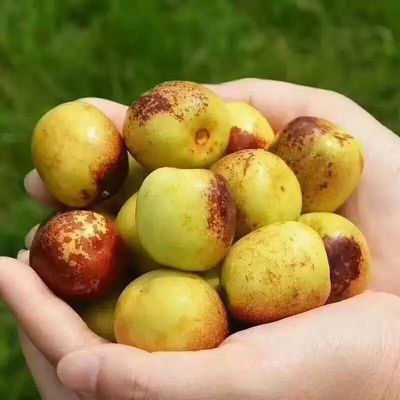 你还在买糖精泡过的冬枣吗?挑选冬枣一定要记住这三点
