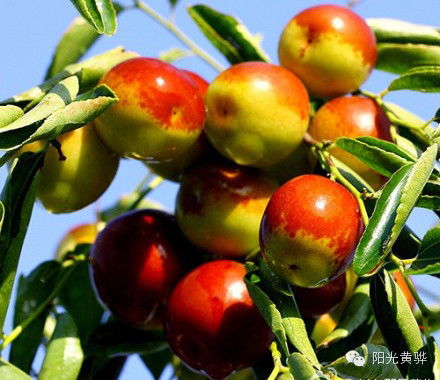 国庆节来黄骅这十几种美食千万别错过