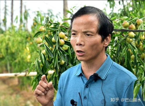 枣 想约你 冬枣分选线推动产品标准化升级