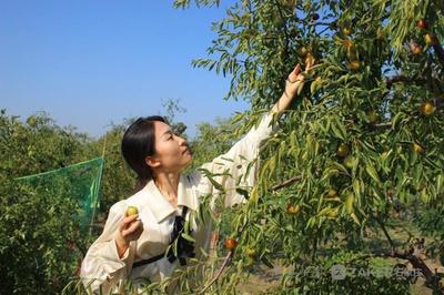迎佳节庆丰收 黄骅冬枣开园采摘活动开幕