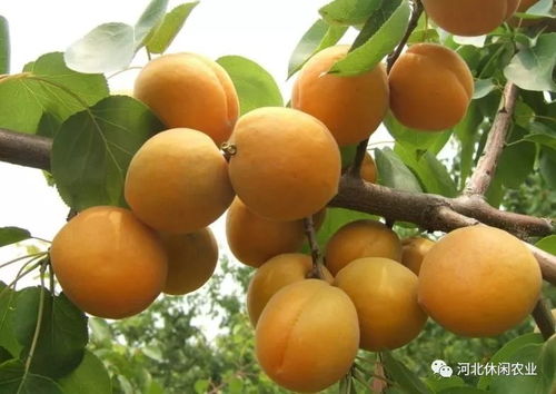 no.18 沧州渤海之滨休闲农业采摘线路