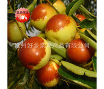 鲜冬枣