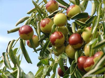 河北美食盘点大全,看着就流口水,一定要吃个遍