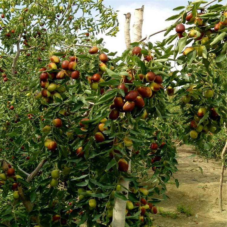 黄骅冬枣脆又甜，今秋又是丰收年