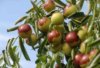 丰收时节 枣香满园——沧州2019中国农民丰收节暨黄骅冬枣节即将盛大开幕