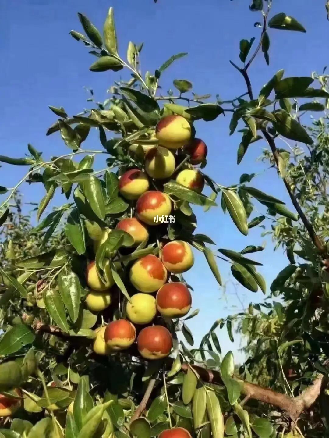 黄骅冬枣 沿海地区的瑰宝