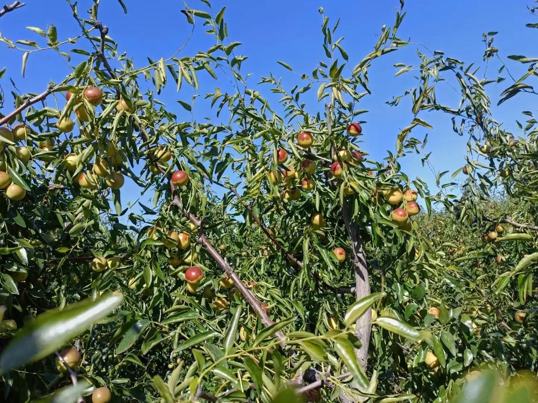 黄骅冬枣 脆甜多汁，现摘现发的新鲜美味