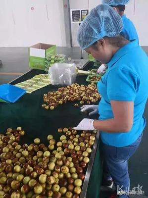 黄骅冬枣跨越山海抵达智利，展现中国农产品国际竞争力