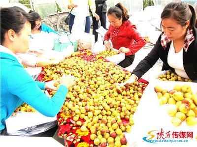 十年磨砺，沙地生金 从大荔冬枣到黄骅冬枣的产业名片之路
