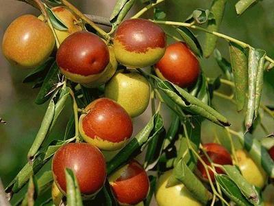 最新河北十大林果品牌公布！黄骅冬枣成明星，谁是你心中家乡味道？