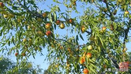 金秋冬枣飘香 枣农喜迎丰收