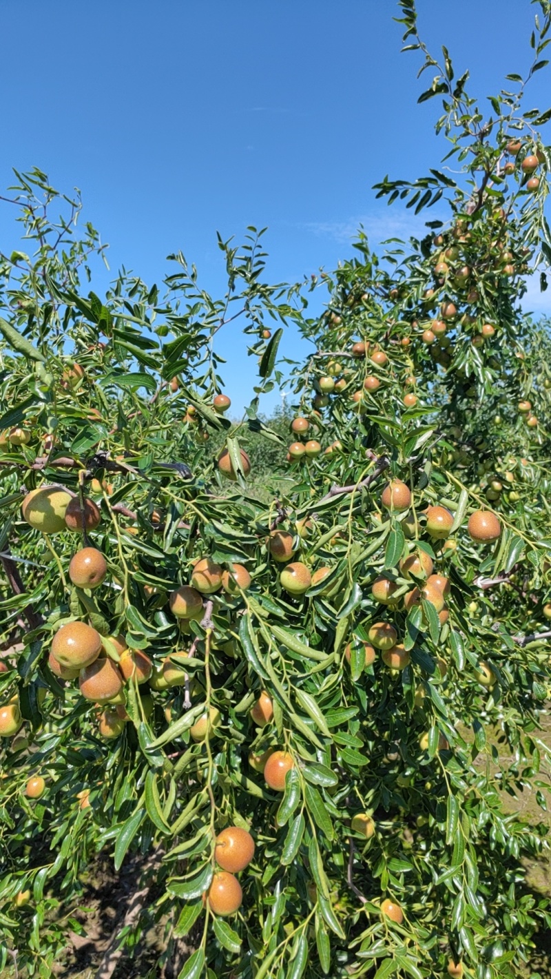 河北沧州黄骅市鲜枣批量上市 冬枣种植大户直供批发6元/斤行情稳定