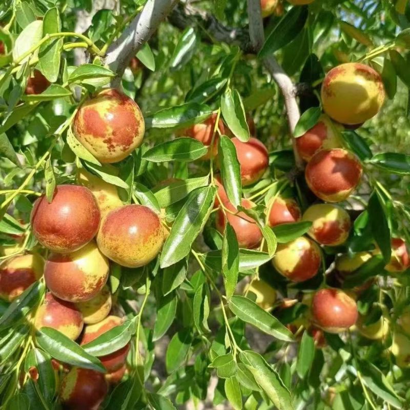 河北黄骅冬枣 雨前珍品，质优价美，批发首选