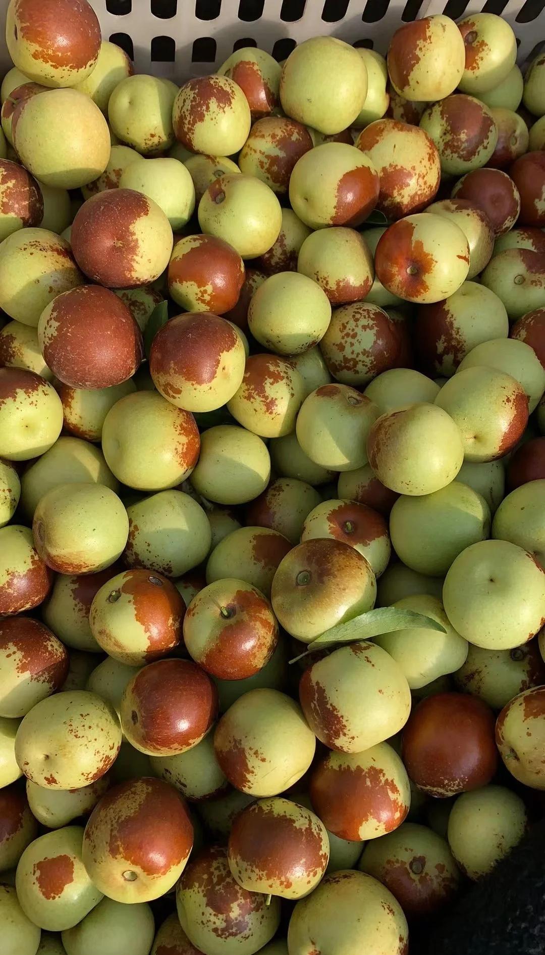 黄骅冬枣鲜到爆！舌尖速递，领略冰甜脆爽的秋日珍馐